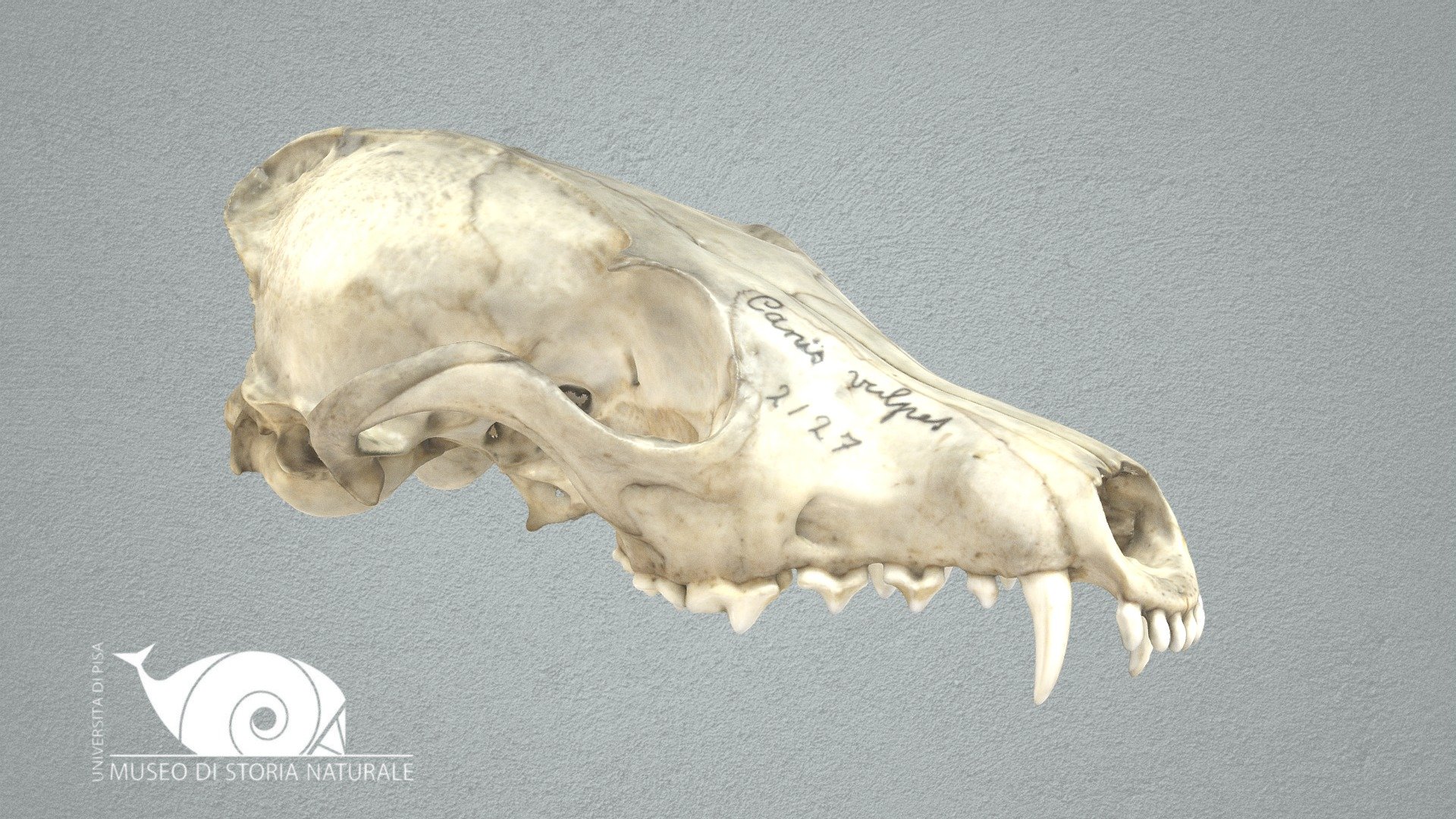 Red fox - 3D model by Natural History Museum, University of Pisa ...