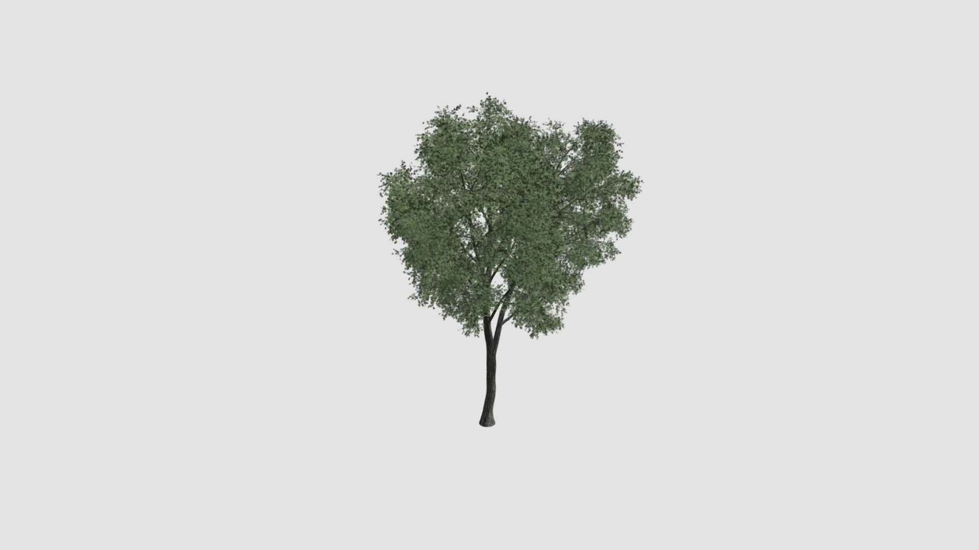 tree - Buy Royalty Free 3D model by Evermotion [2653876] - Sketchfab Store