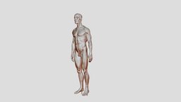 Muscles of lateral aspect of Shoulder of Ox - 3D model by Dr S K Sahu ...
