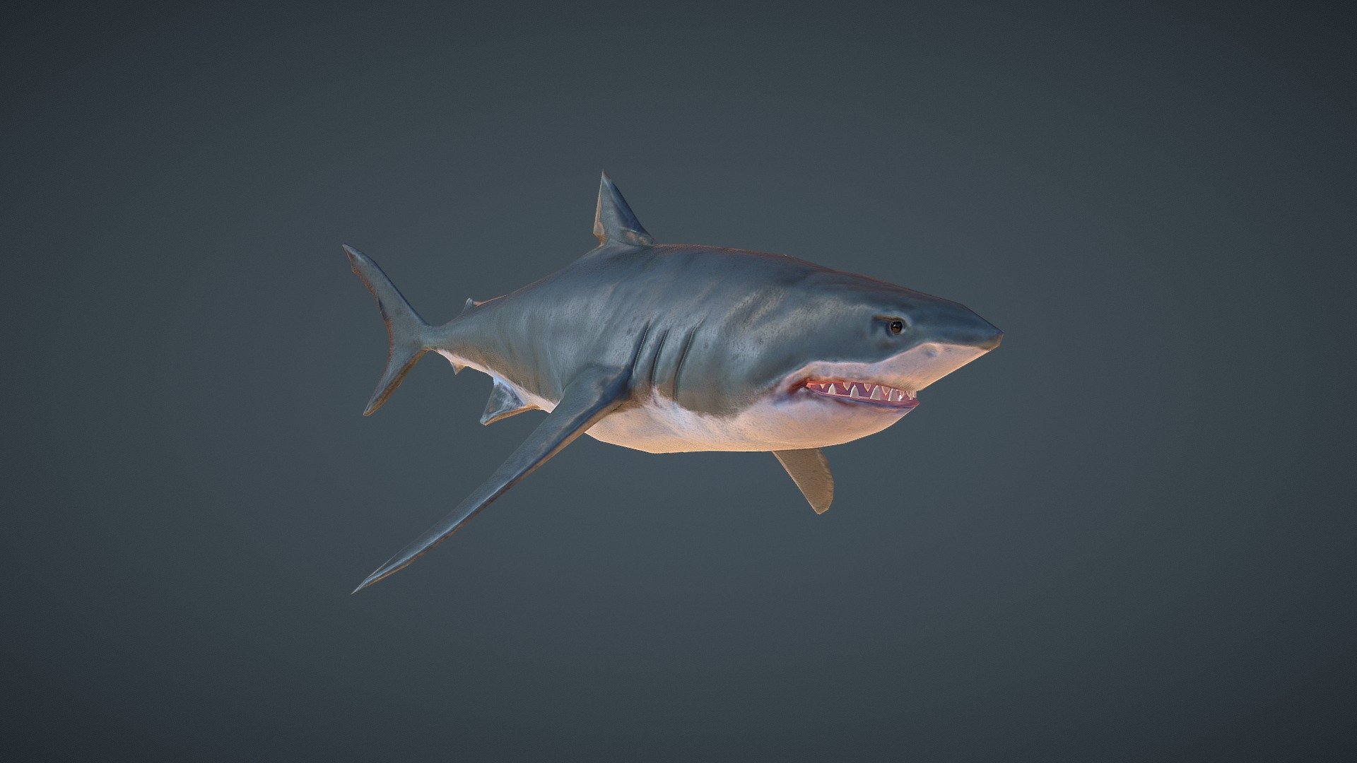 great-white-shark-download-free-3d-model-by-mateus-schwaab-mehrus