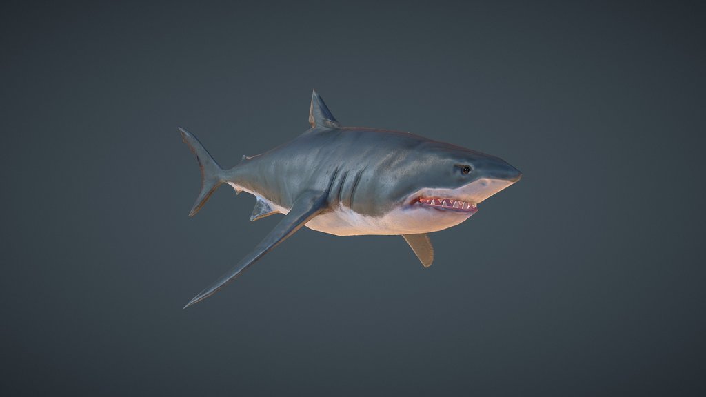 Great White Shark