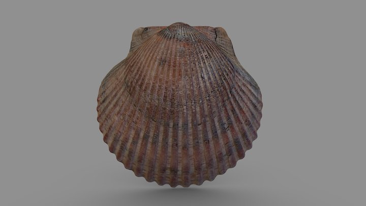 Sea Scallop Shell 3D Model