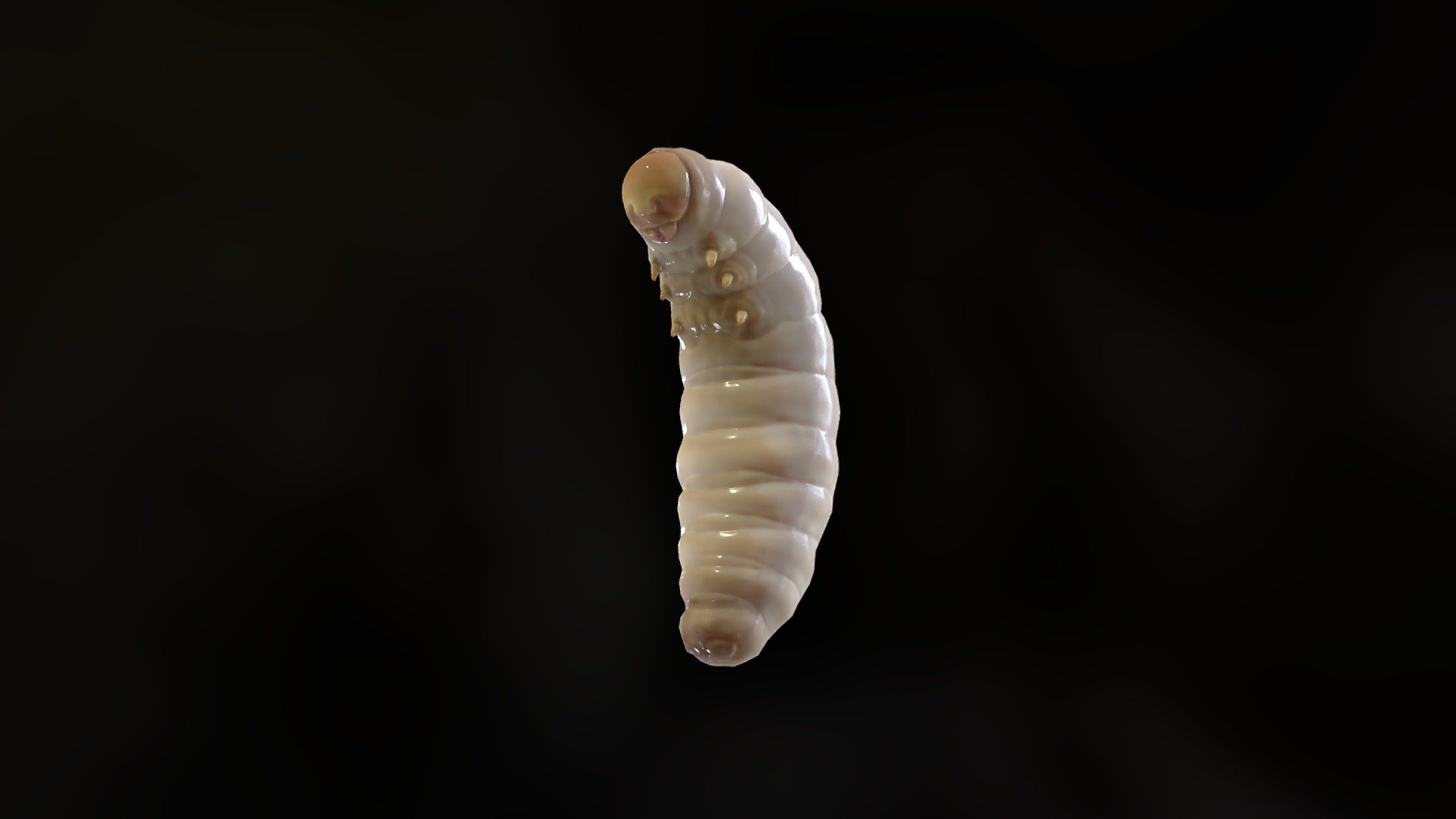 BlackANt_Larva - Buy Royalty Free 3D model by Boycraft [2656d90 ...