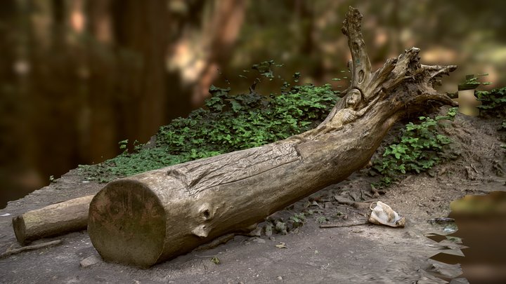 Old fallen tree with mysterious bas-relief 3D Model
