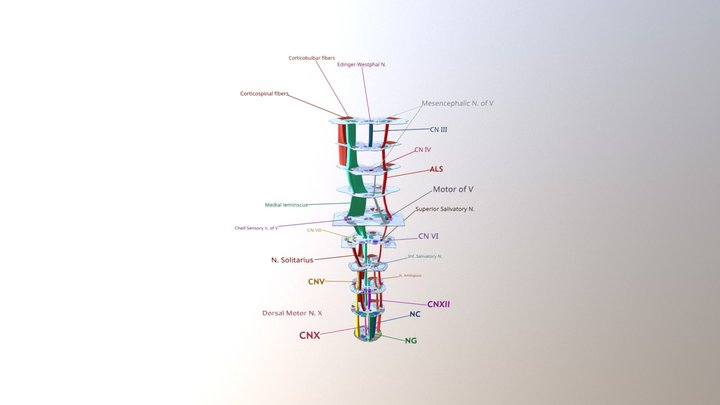 Neural pathways of the brainstem 3D Model