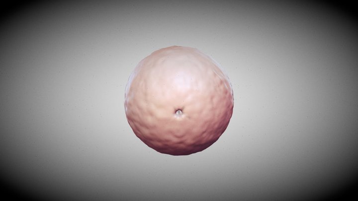 Mytilus galloprovincialis_Body 3D Model