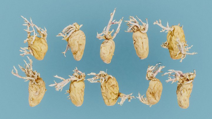 Shrunken And Sprouted Potatoes 3D Model