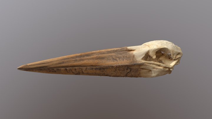 Marabou stork skull 3D Model