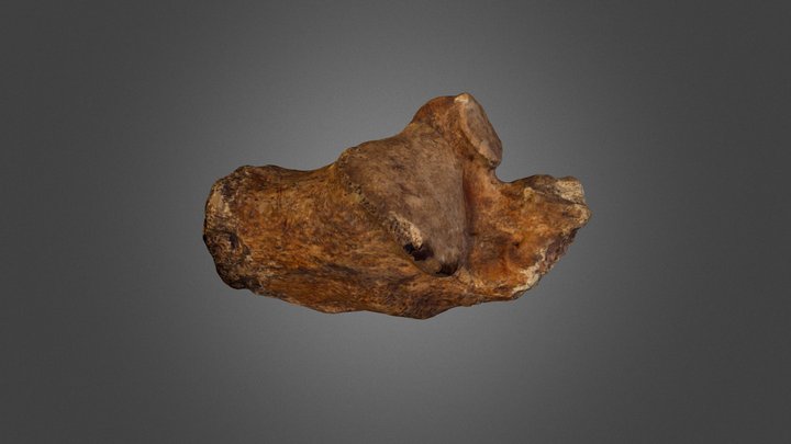 Human heel bone (calcaneus) 3D Model