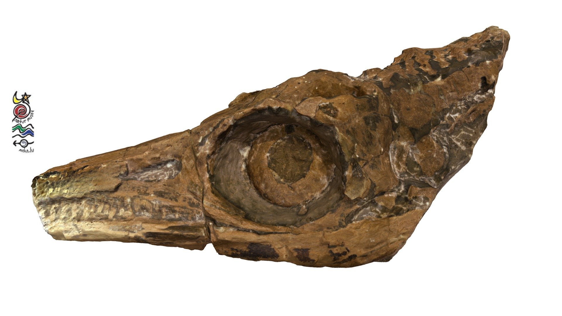 Stenopterygius  TV204