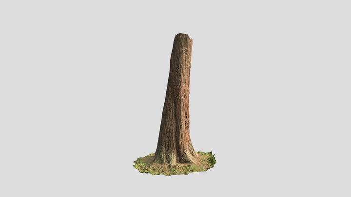 Red Wood Conifer Trunk 3D Photo Scan Realistic 4 3D Model
