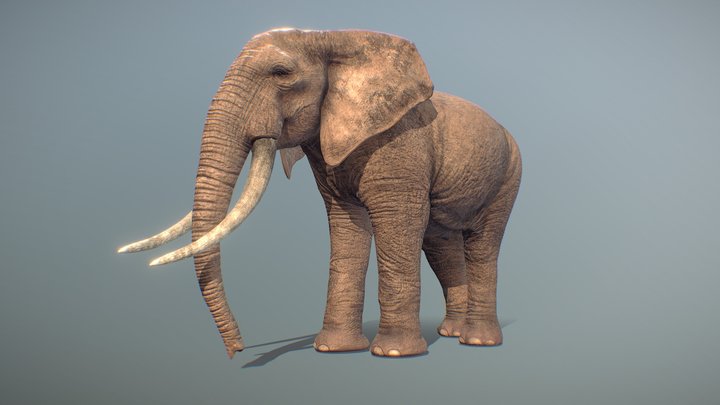 Realistic Elephant 3D Model