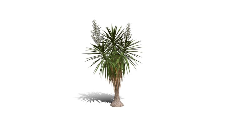 Realistic HD Spineless yucca (2/30) 3D Model