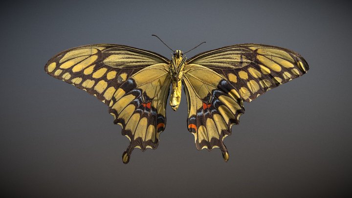Papilio cresphontes - Giant Swallowtail 3D Model