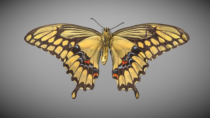 Papilio cresphontes - Giant Swallowtail 3D Model