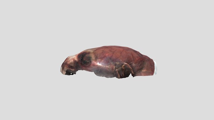 7 - Juvenile Male (see below) 3D Model