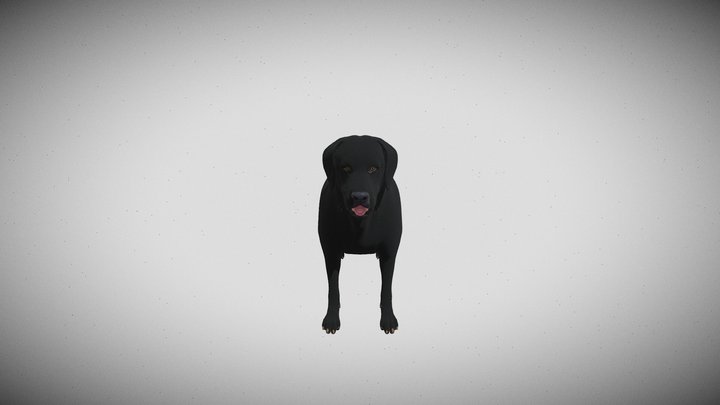 dog 3D Model