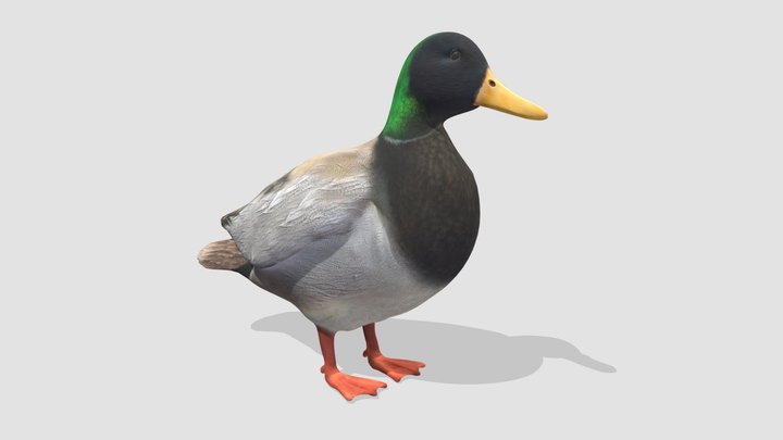 duck life 3d model (vip) - Download Free 3D model by jujikfurry