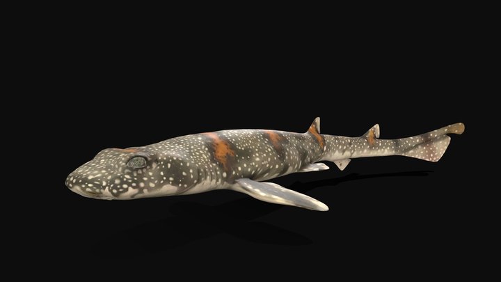 Model 89 - Puffadder Shyshark – Free 3D Model STL