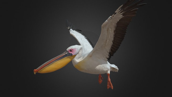 Great White Pelican – Flying Rigged Bird
