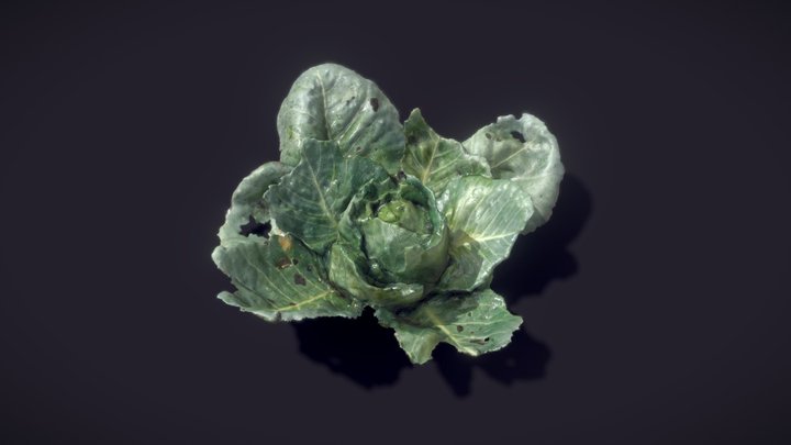 Cabbage Raw Sacan