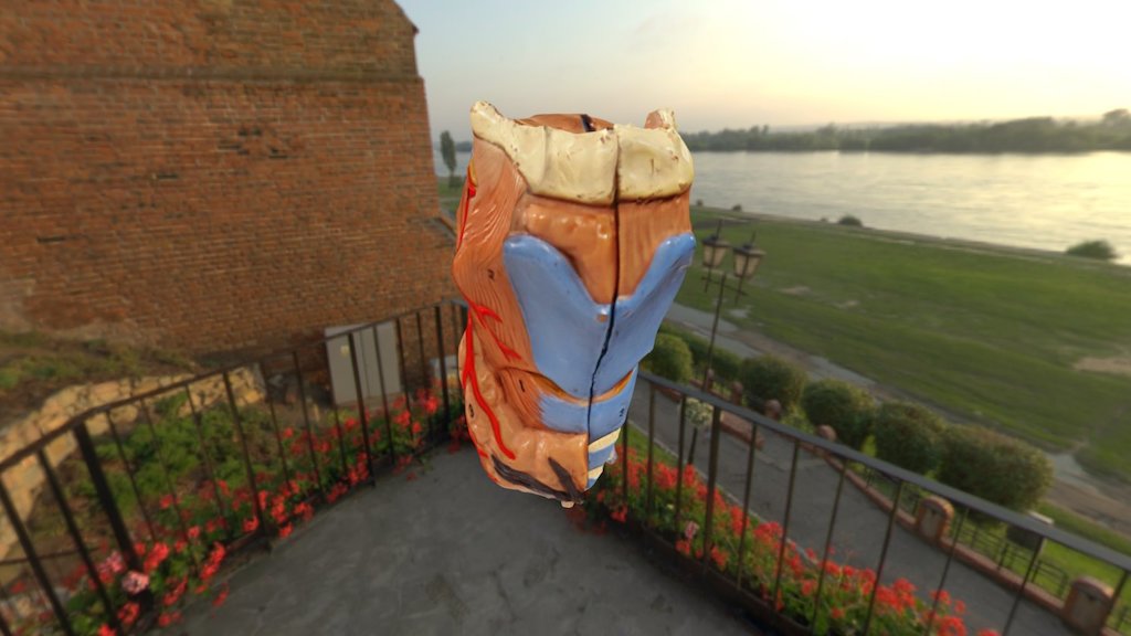3D Larynx Model