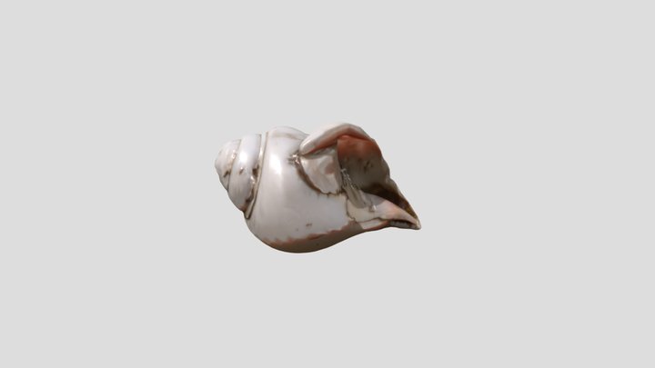 Realistic Snail 3D Model