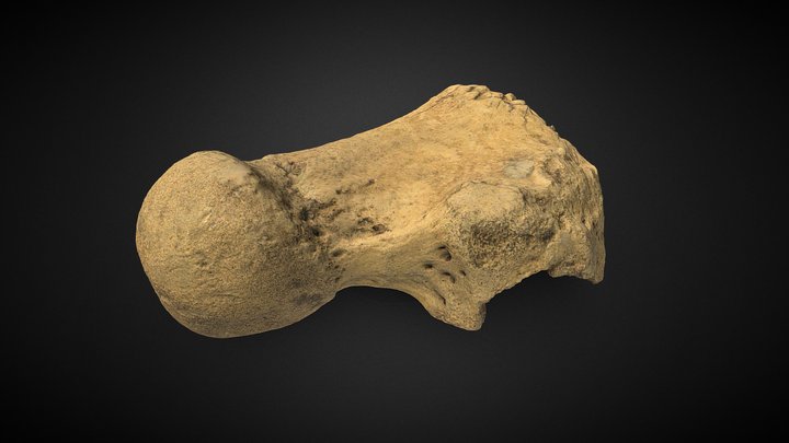 CZI-P053 Fragmento de femur de mastodonte 3D Model