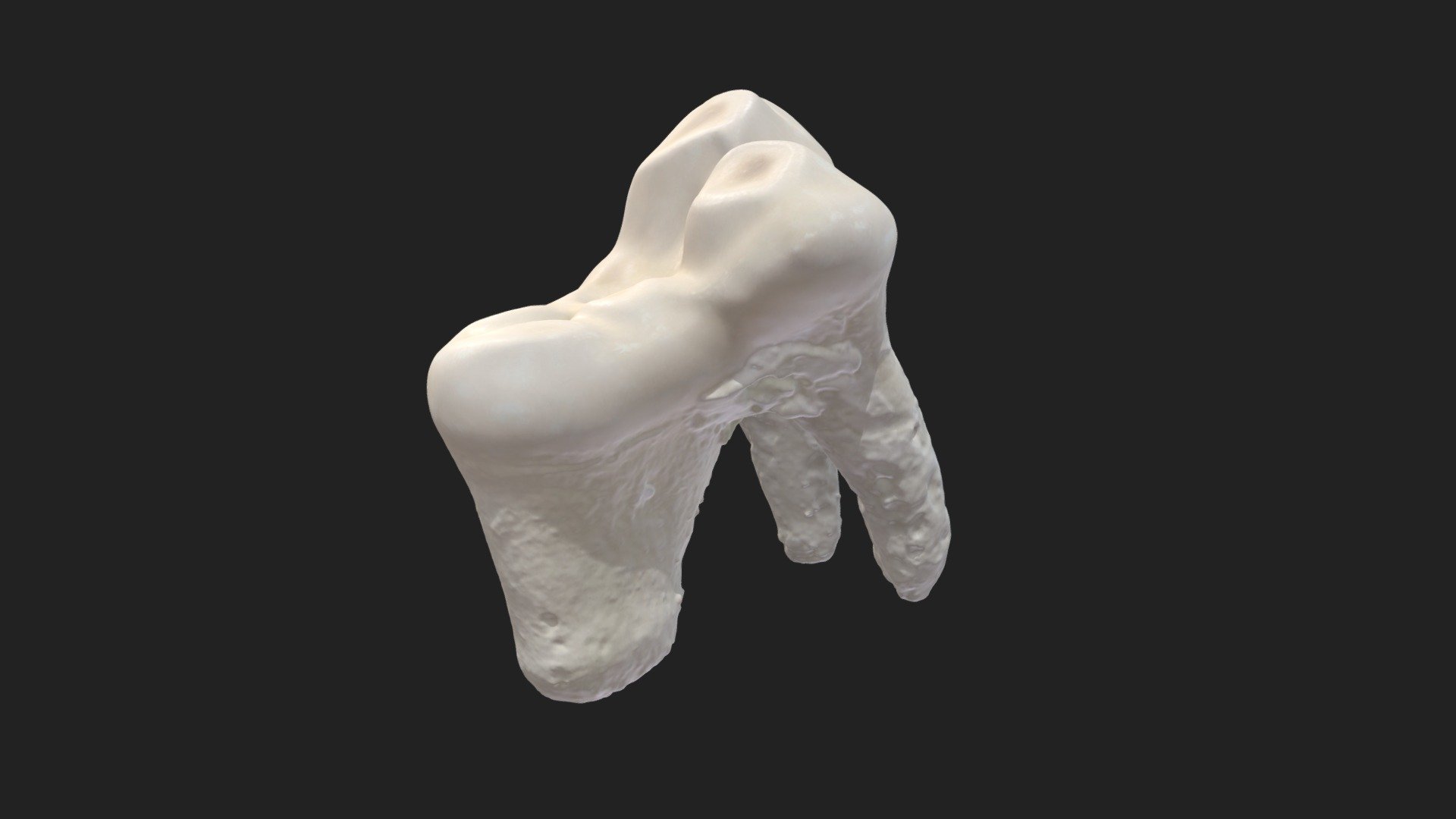 5th cheek tooth (1st molar) dog (upper jaw) - Download Free 3D model by ...