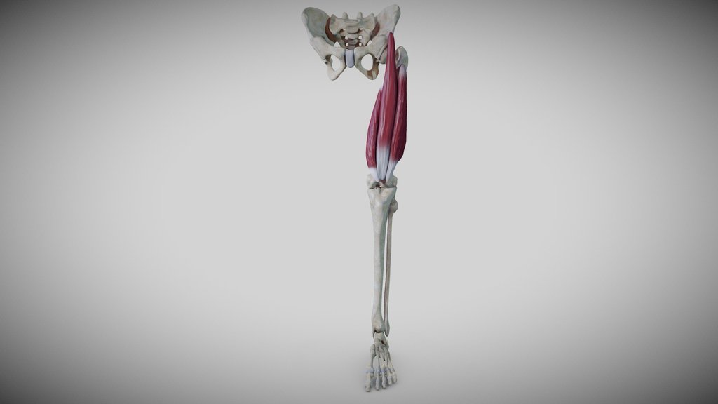 Anatomie Jambe A 3D model collection by Arnwalden Sketchfab
