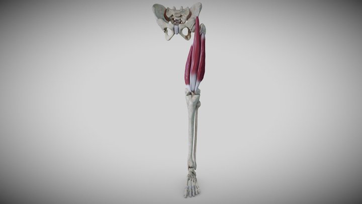 Extensors of the thigh 3D Model