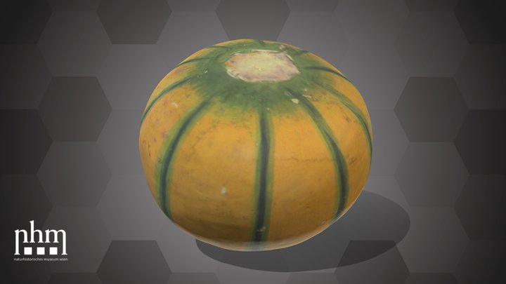 Pumpkin (NHMW-AFW-DING-0046-164) – Modèle 3D gratuit STL