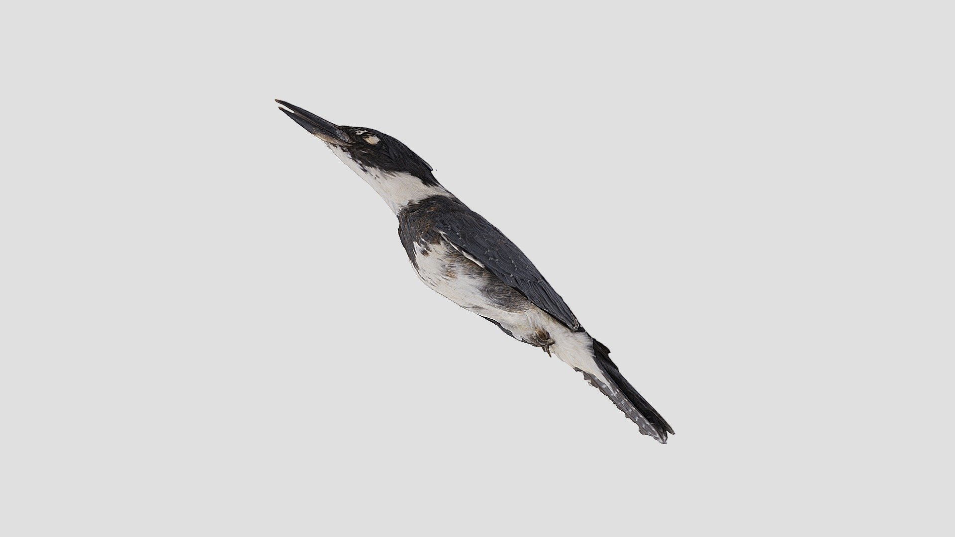 Belted Kingfisher