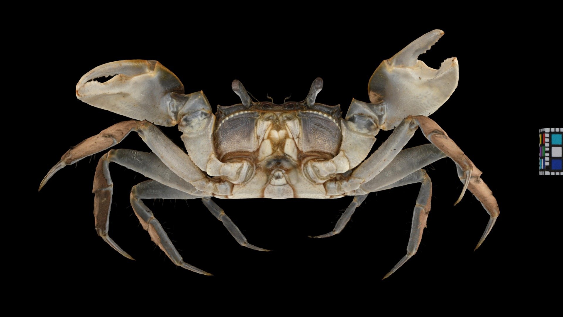 ヒメアシハラガニ ♂ Small Marsh Crab, Helicana japonica