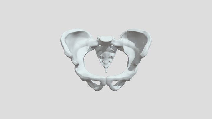 human pelvis printable 3D Model