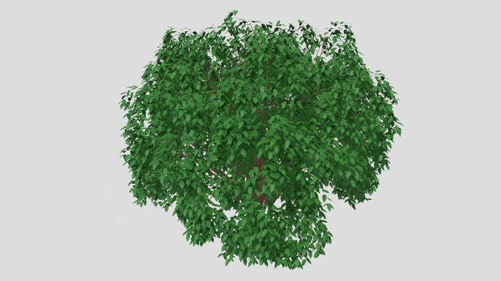 bush 3D Model