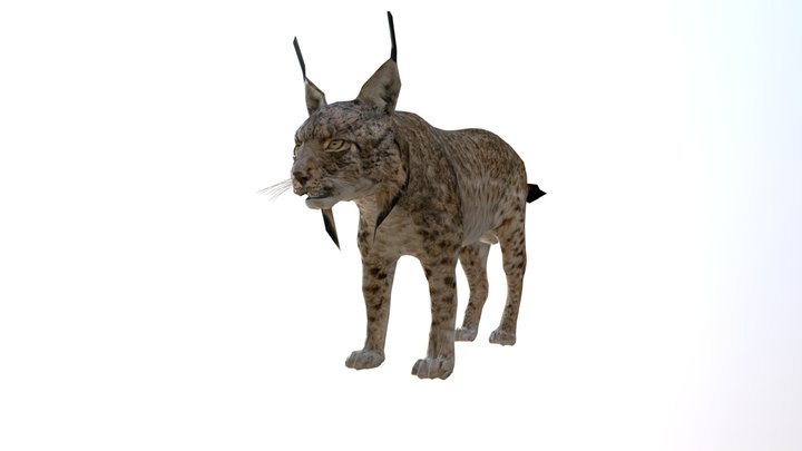 Iberian Lynx 3D Model