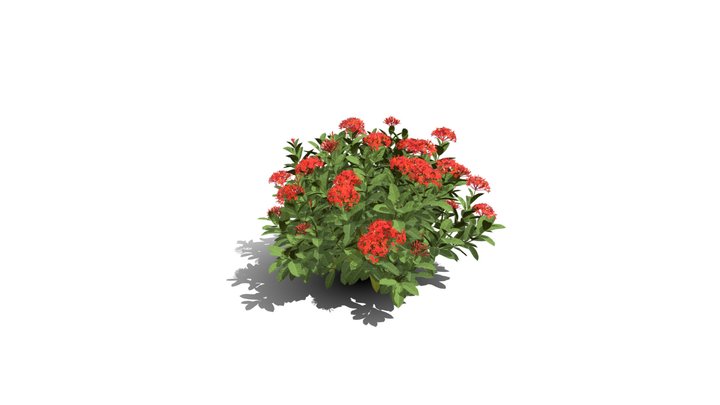Realistic HD Chinese jungle geranium (2/10) 3D Model