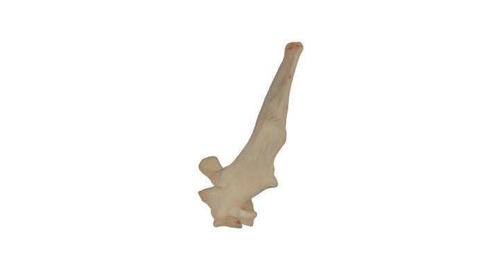 Thoracic Vertebra 3D Model