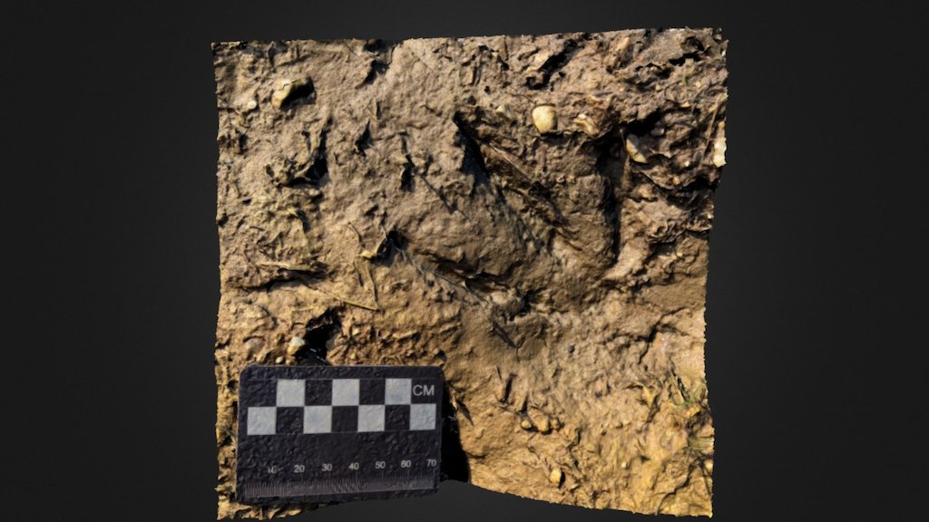 Large Bird footprint (Goose)