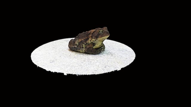 Model 11 - Fowlers Toad
