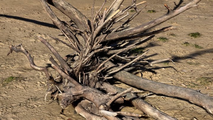 Beach Branch – Kostenloses 3D-Modell STL