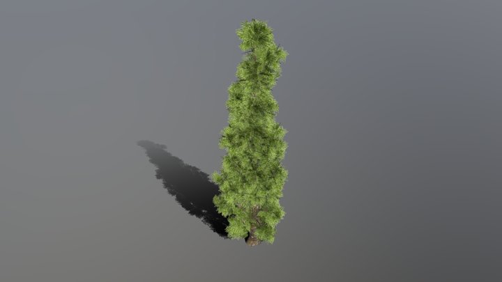 Cypress 3D Model