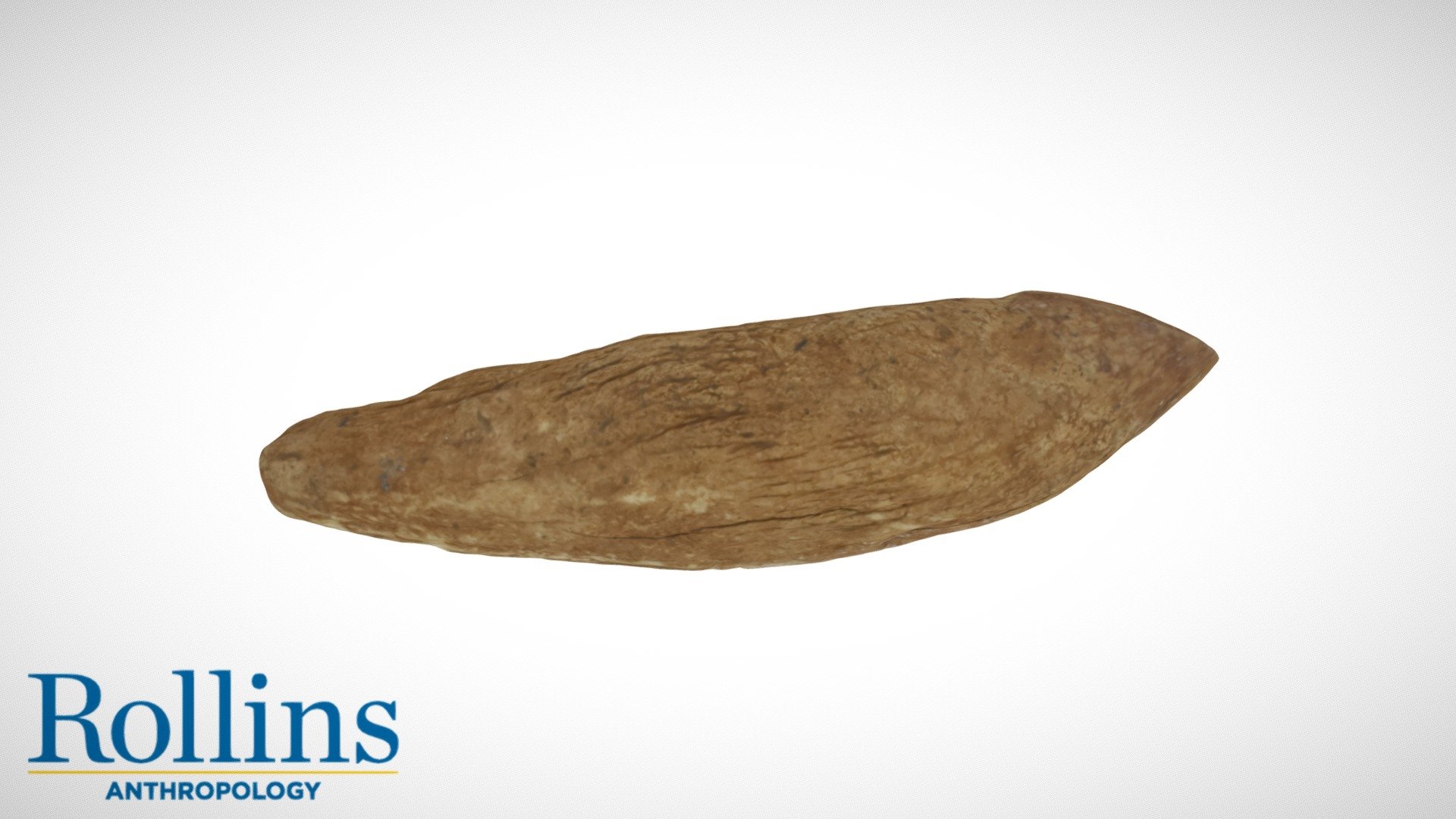 Modified Bear Tooth, Seminole County, Florida