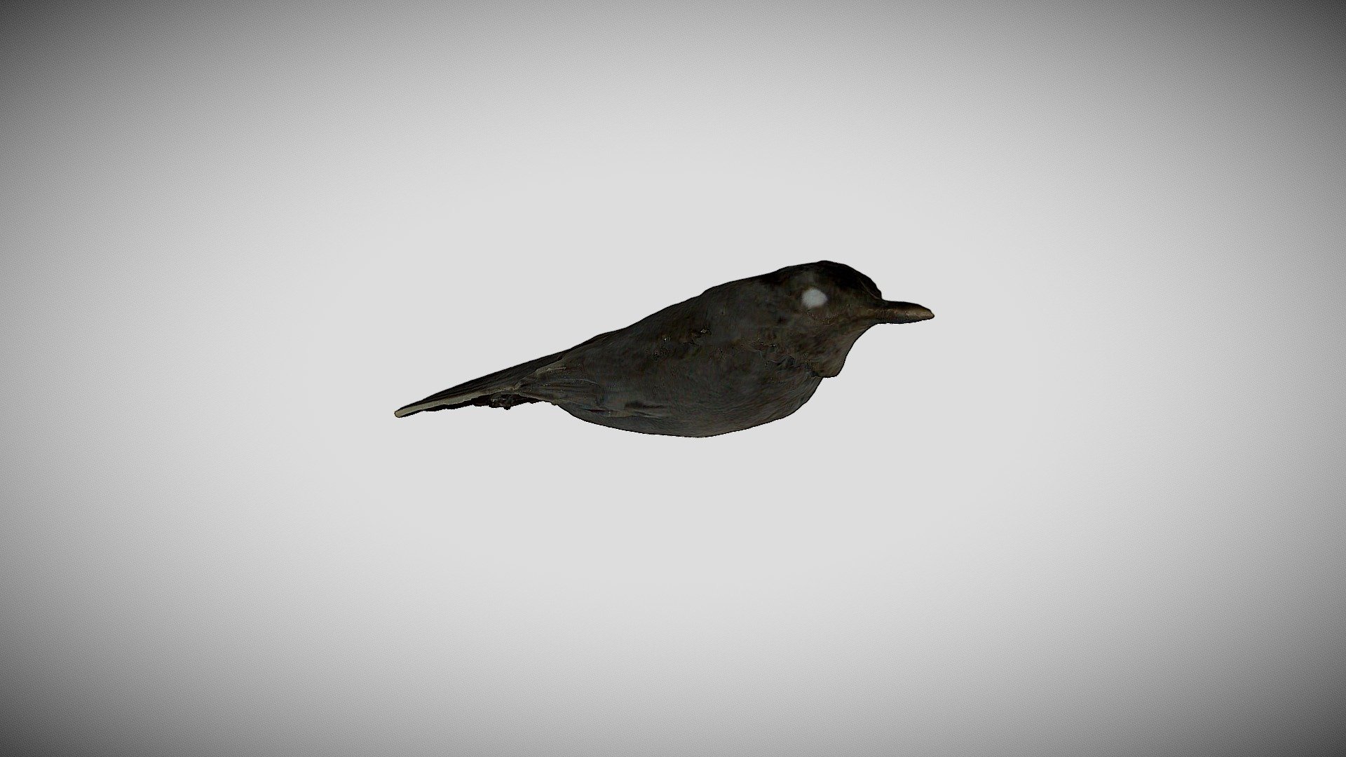 Bird 1 (HDR) - Download Free 3D model by Boston College Digital ...