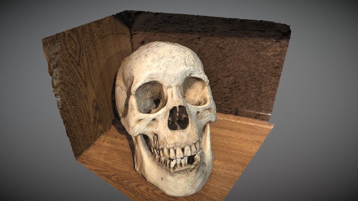 Skull testing 3D Model
