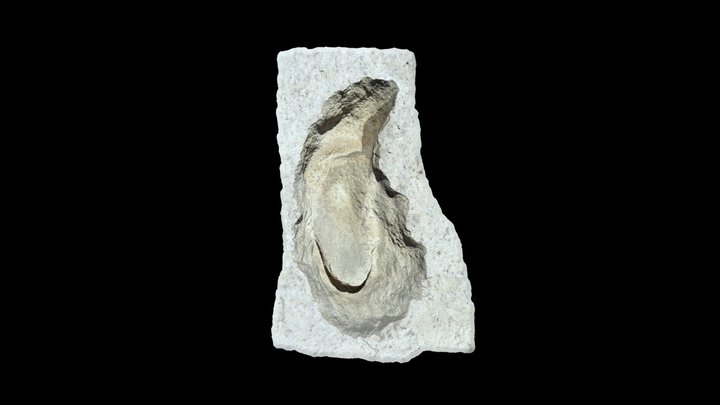 Human Print in Giant Ground Sloth Print 3D Model