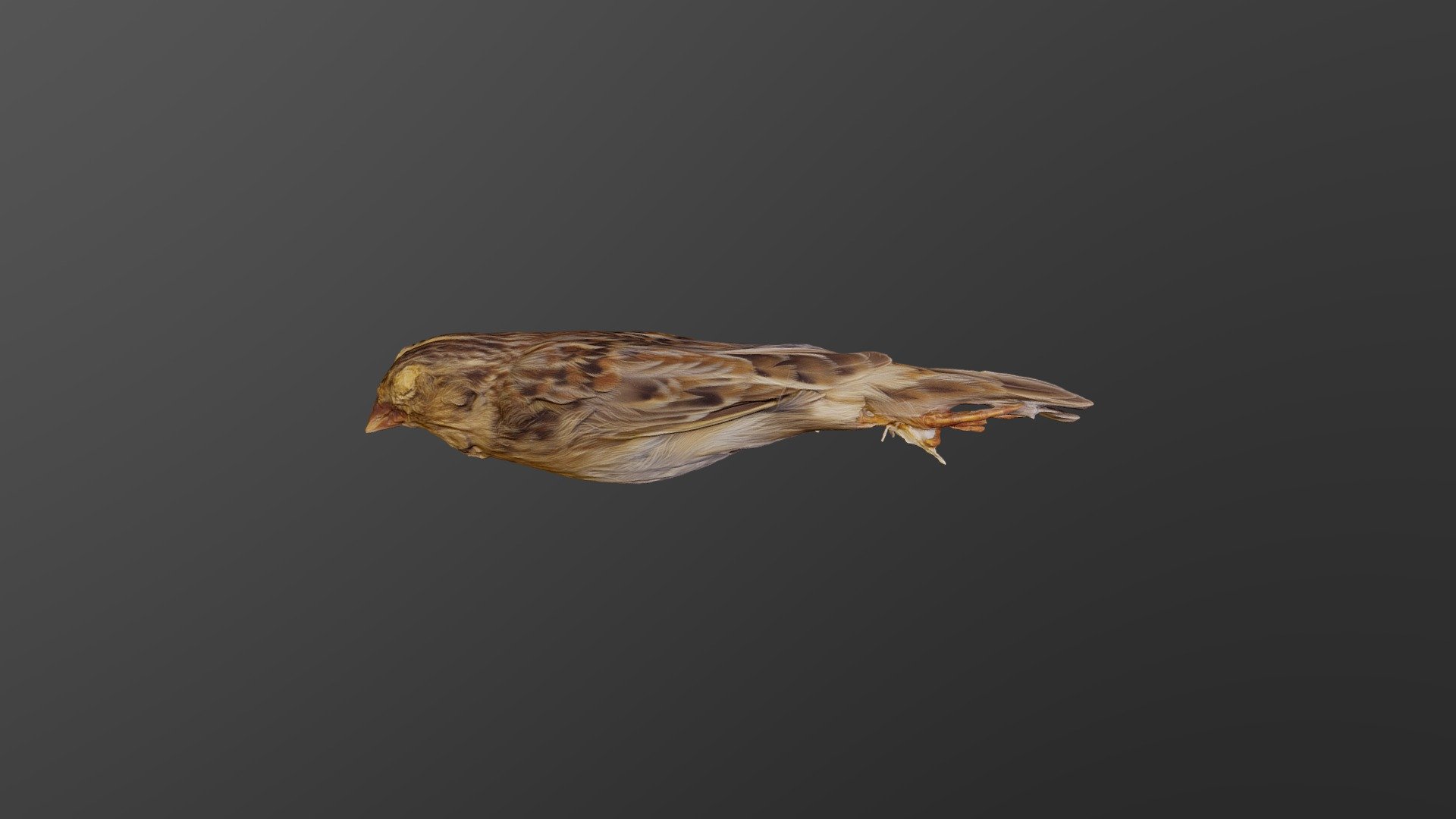 Ammodramus Savannarum