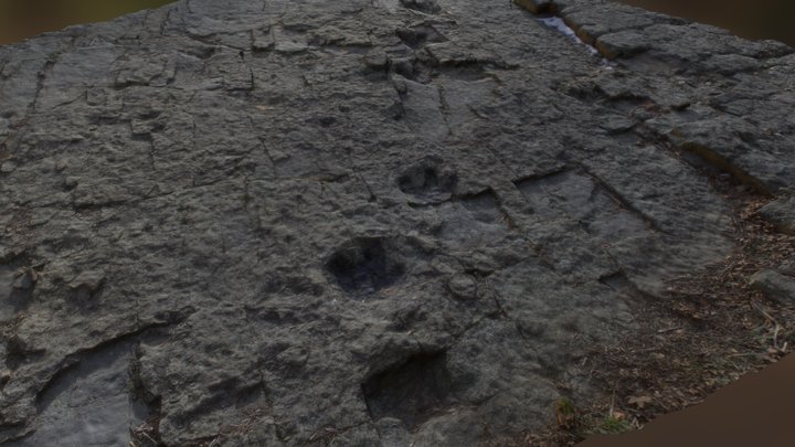 Huellas de dinosaurios en Santa Cruz de Yanguas 3D Model