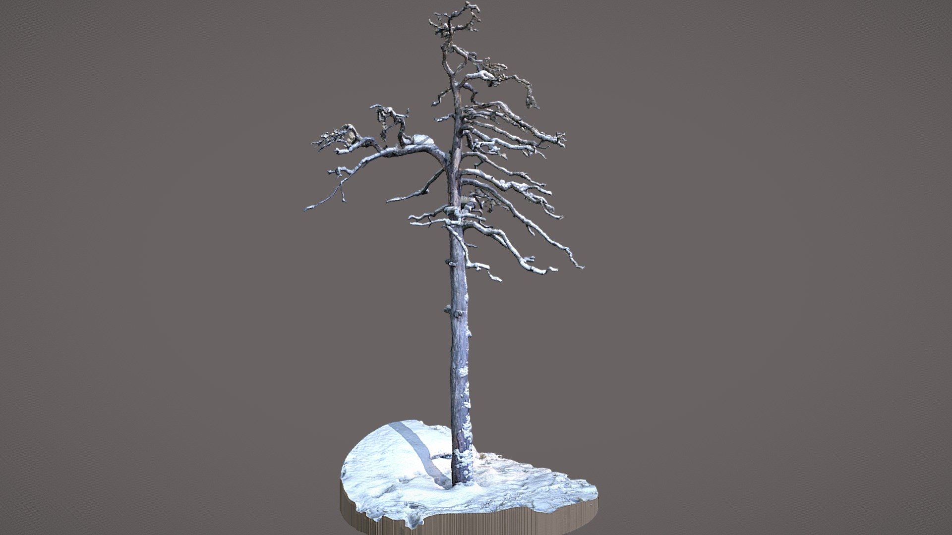 Snow covered deadwood